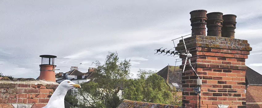 Chimney Cleaning And Restoration in Columbia Commercial Historic District, South Carolina